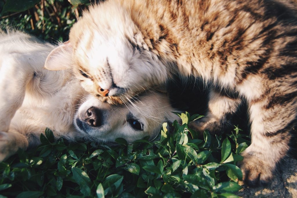 Especial: Os Nossos Amigos Pet