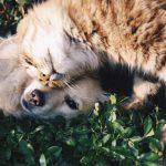Especial: Os Nossos Amigos Pet